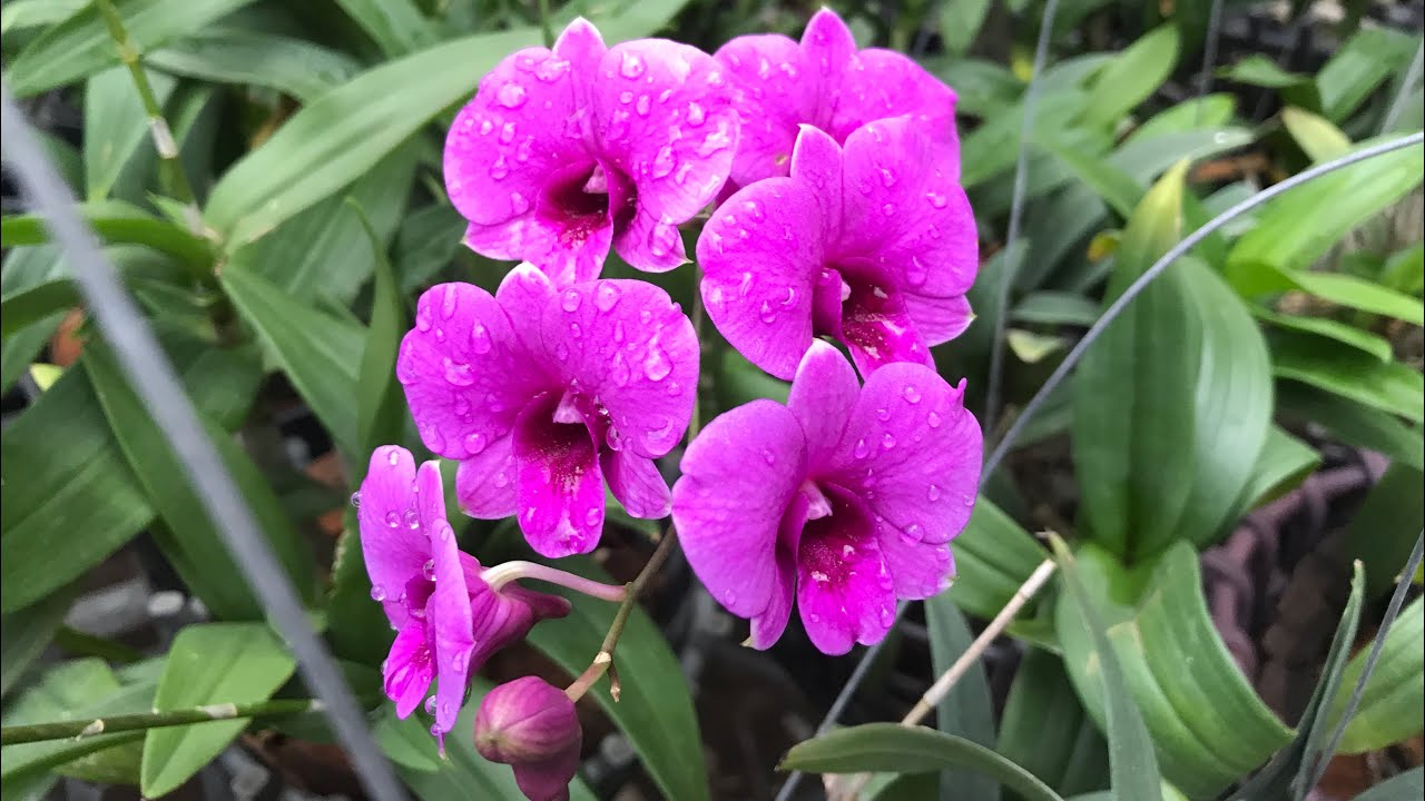 Lan Dendro Mini yaya rất ưa nắng